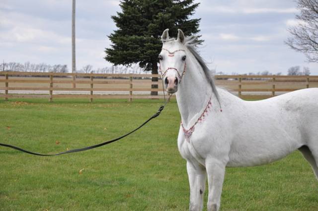 Hariry Al Shaqab x Major Love Affair
