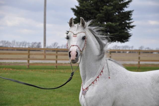 Hariry Al Shaqab x Major Love Affair