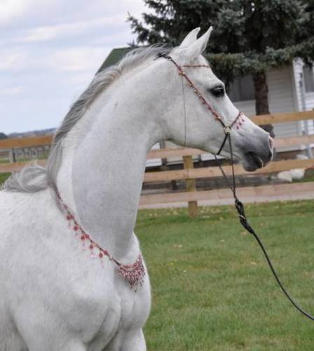 Hariry Al Shaqab x Major Love Affair