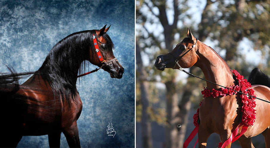 Marwan al Shaqab x RD Marciena