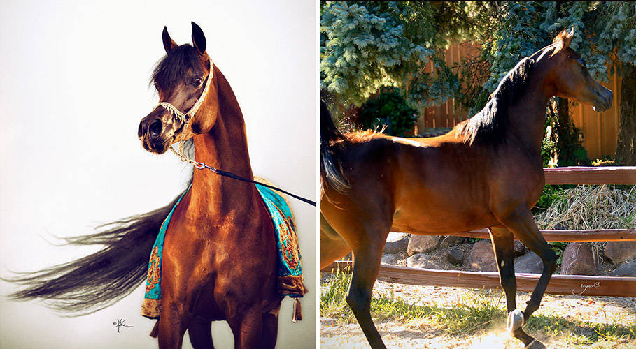 QR Marc x LR Valita