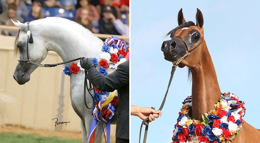 Hariry Al Shaqab x RD Marciena