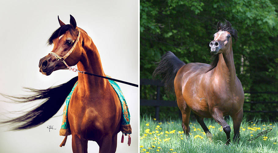 QR Marc x Bint Bey Shah