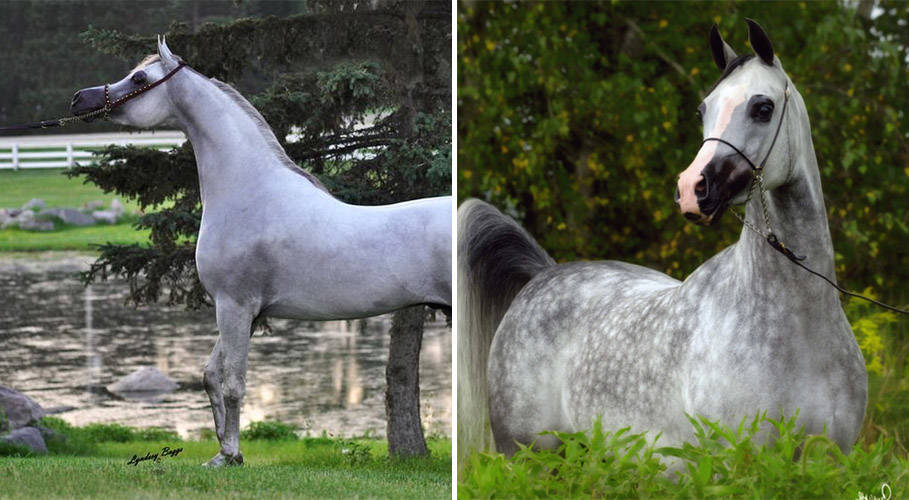 Hariry Al Shaqab x Major Love Affair