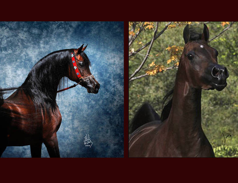 MARWAN AL SHAQAB x LOVE CHIMES LD