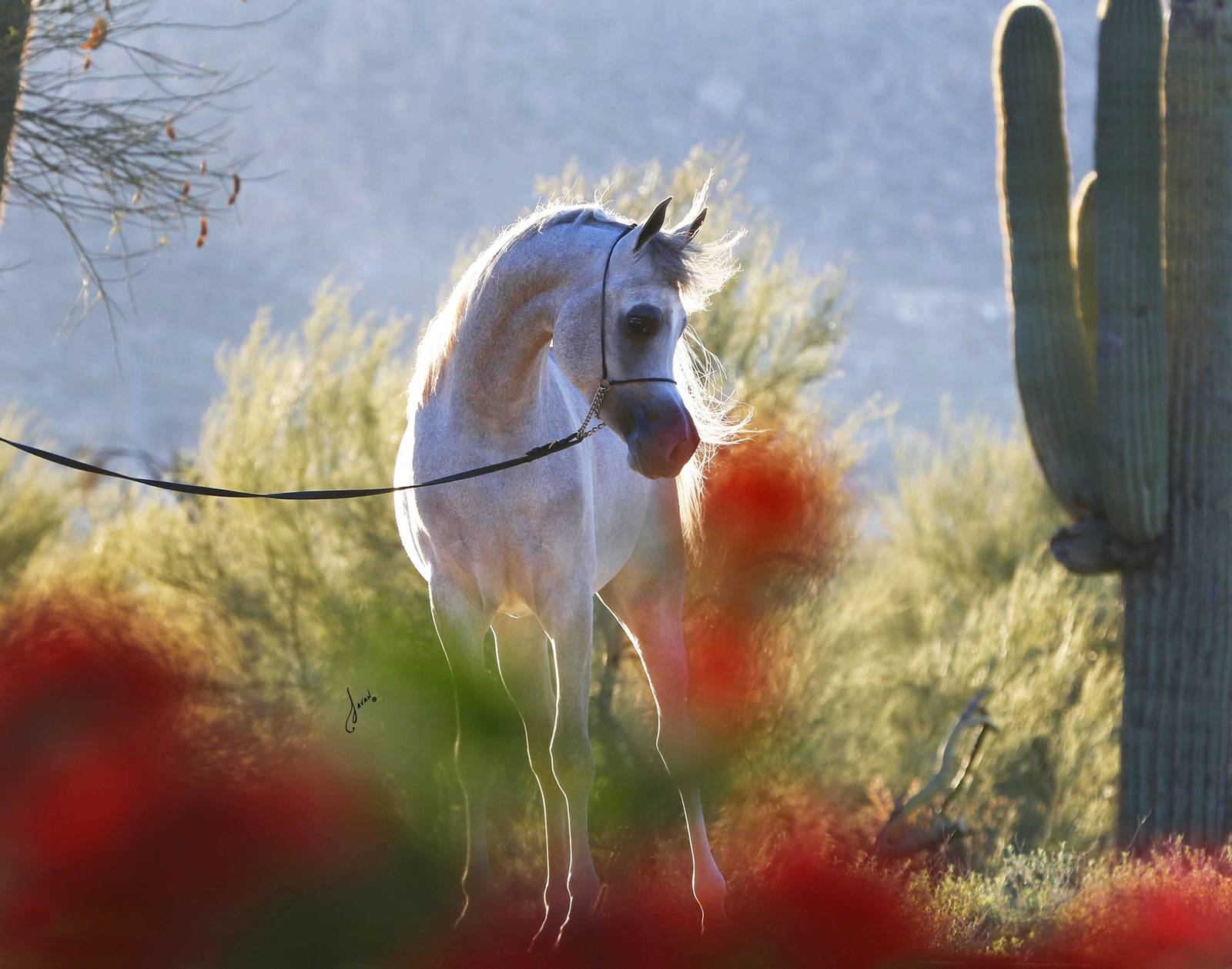 Wortex as an 2 years old colt