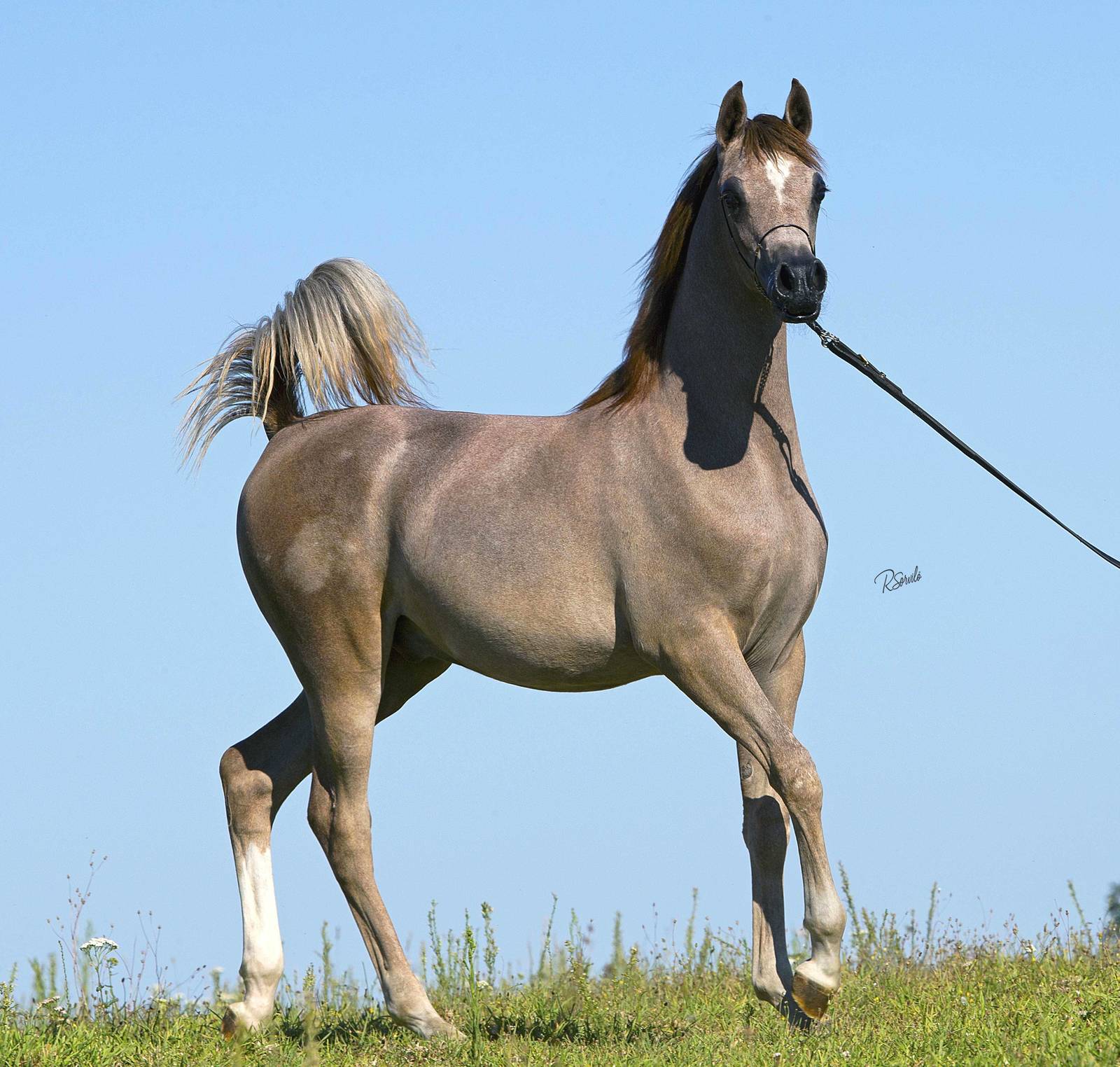 Wortex as an 8 month old colt