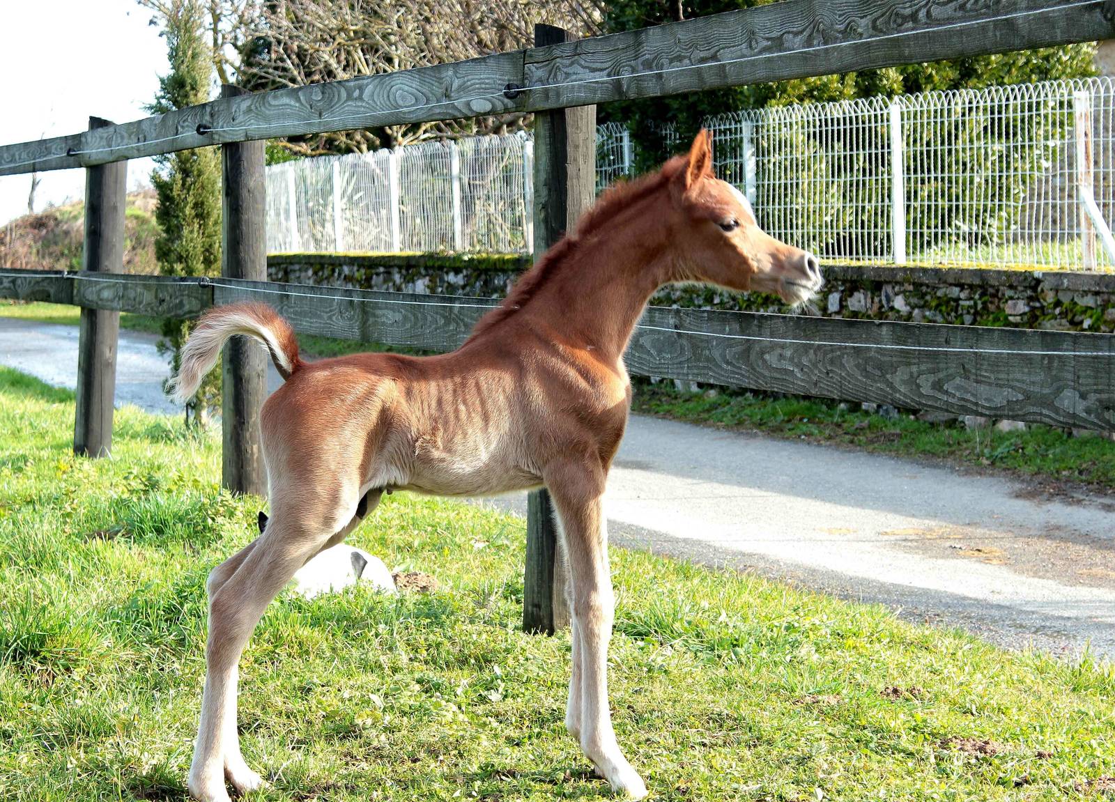 Wortex as 3 days old colt