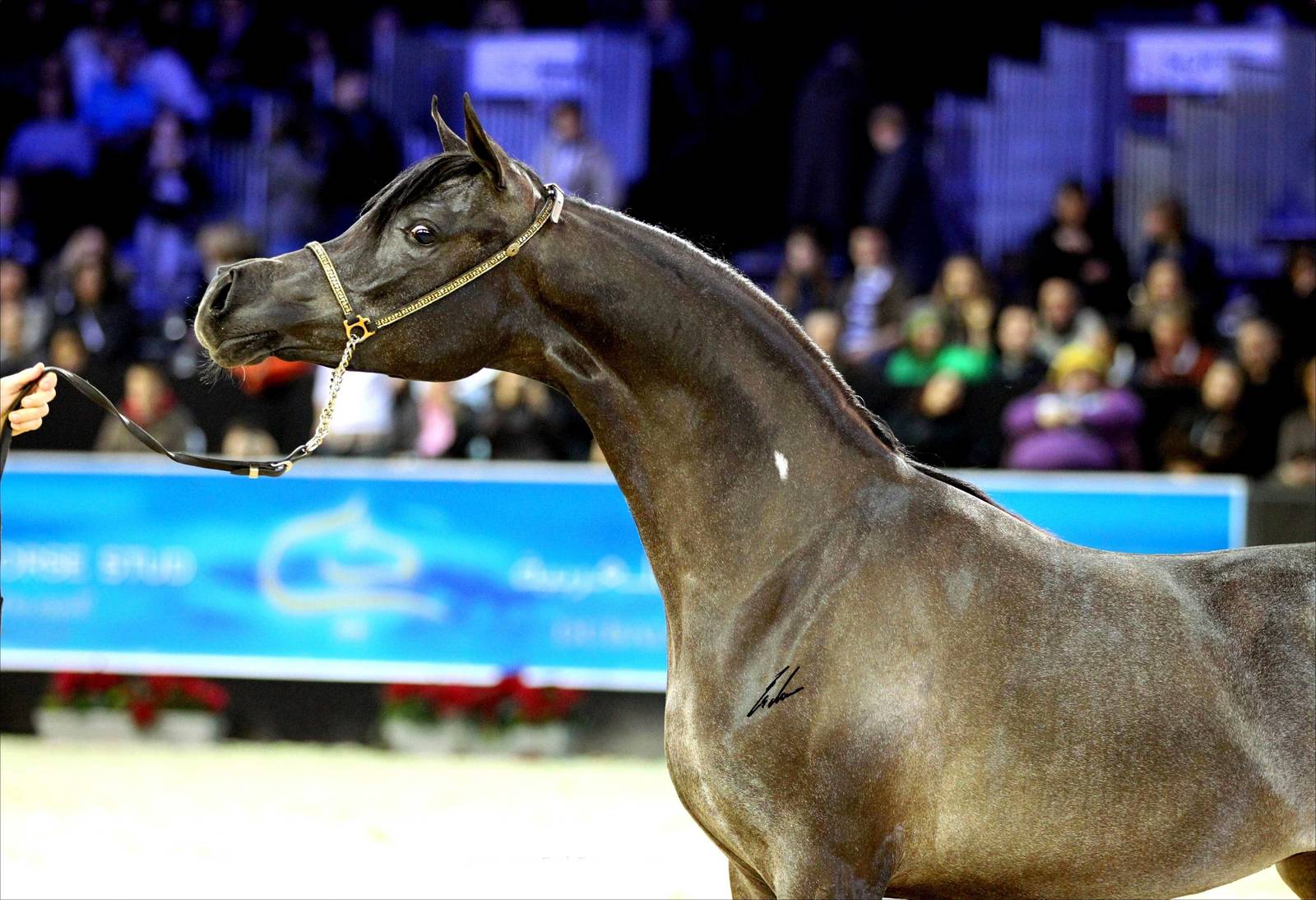 AVALON MISS KALLISTE