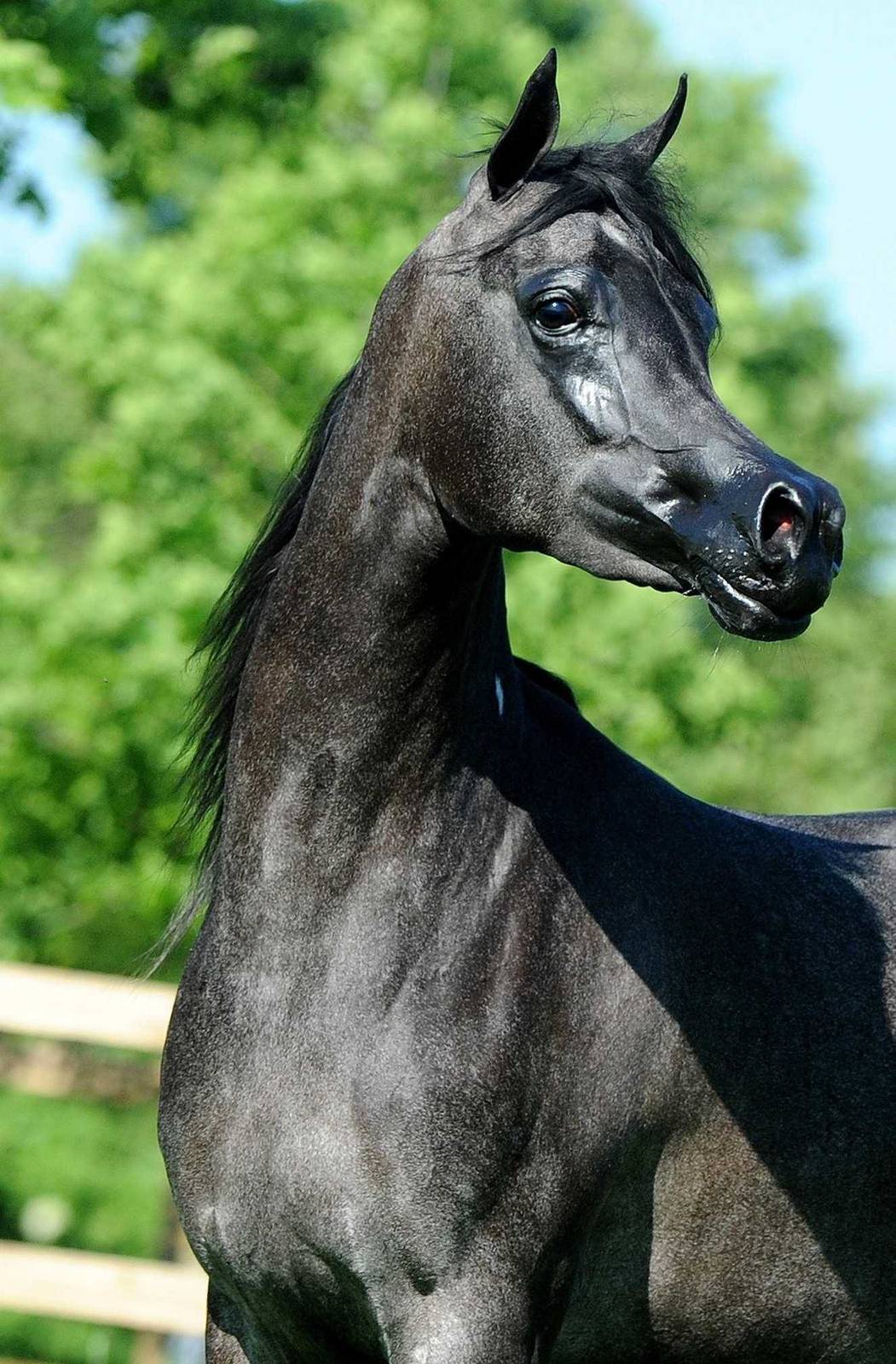 AVALON MISS KALLISTE