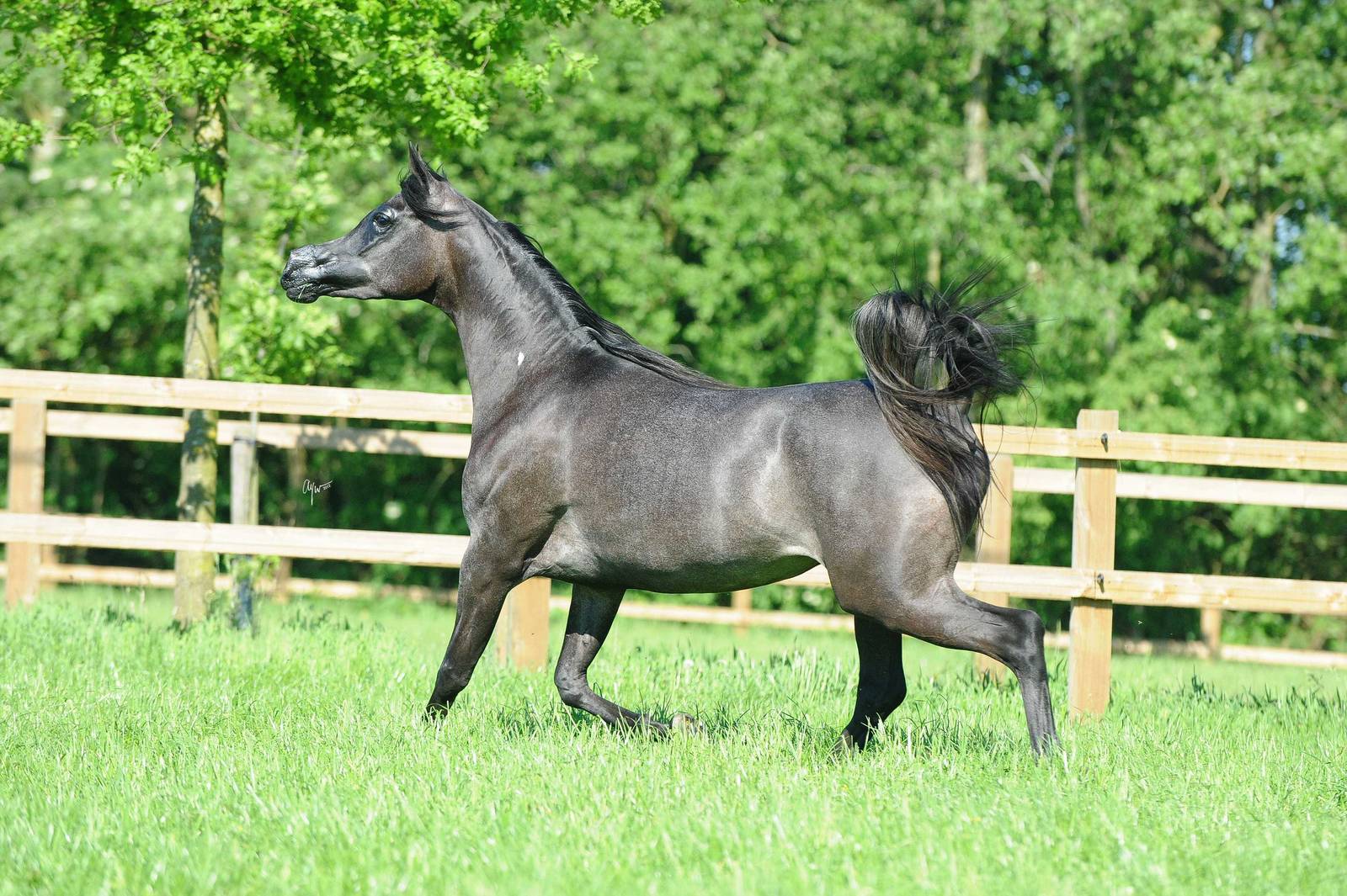 AVALON MISS KALLISTE