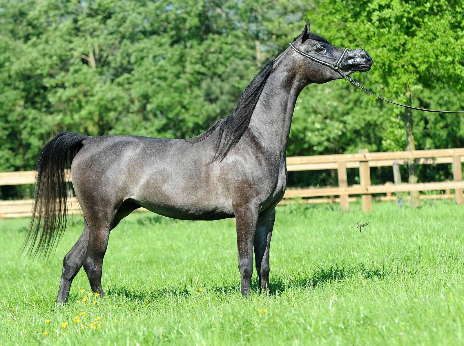 AVALON MISS KALLISTE