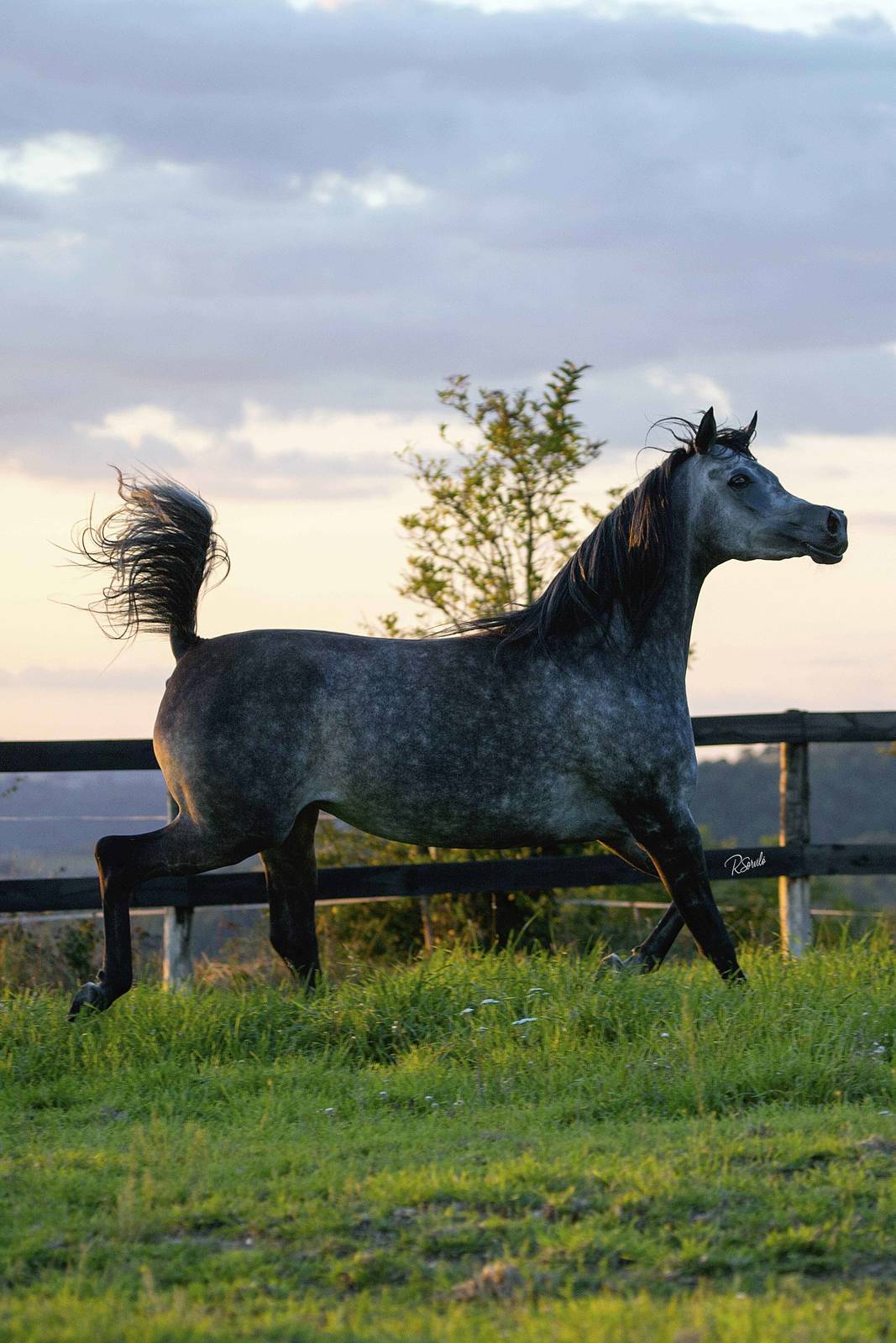 AVALON MISS KALLISTE