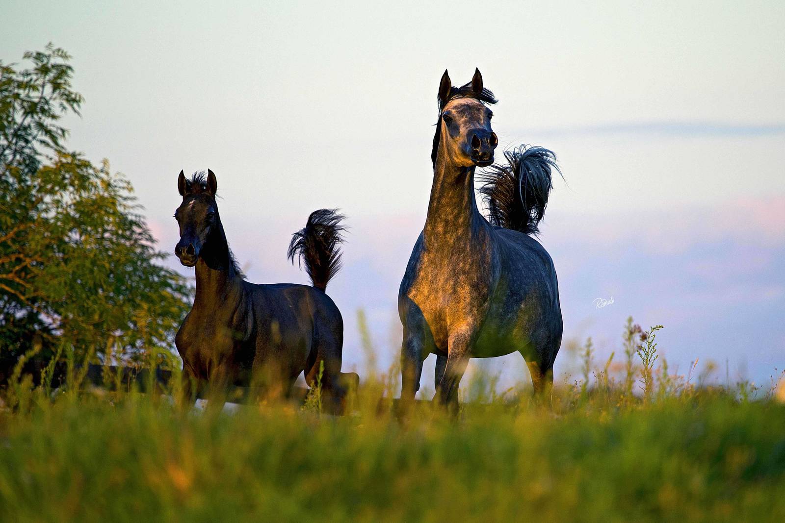 AVALON MISS KALLISTE