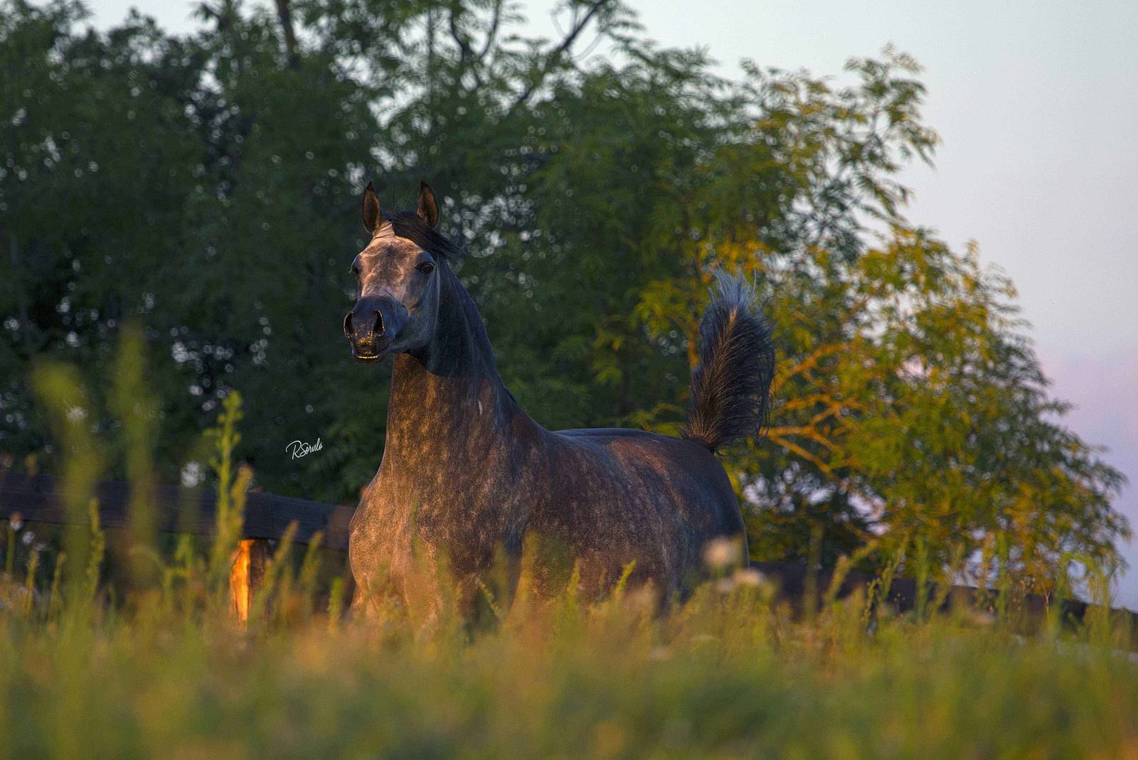 AVALON MISS KALLISTE