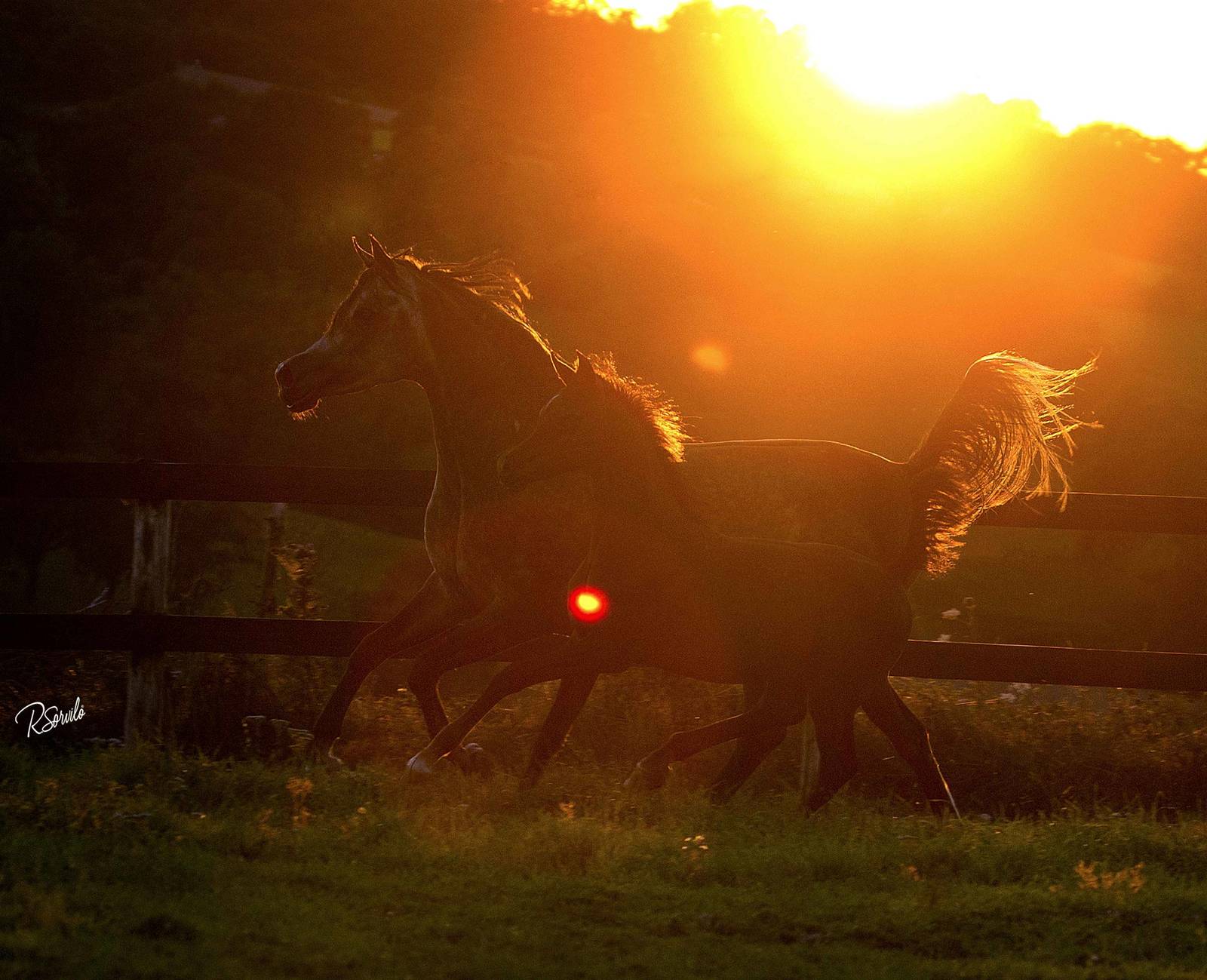AVALON MISS KALLISTE