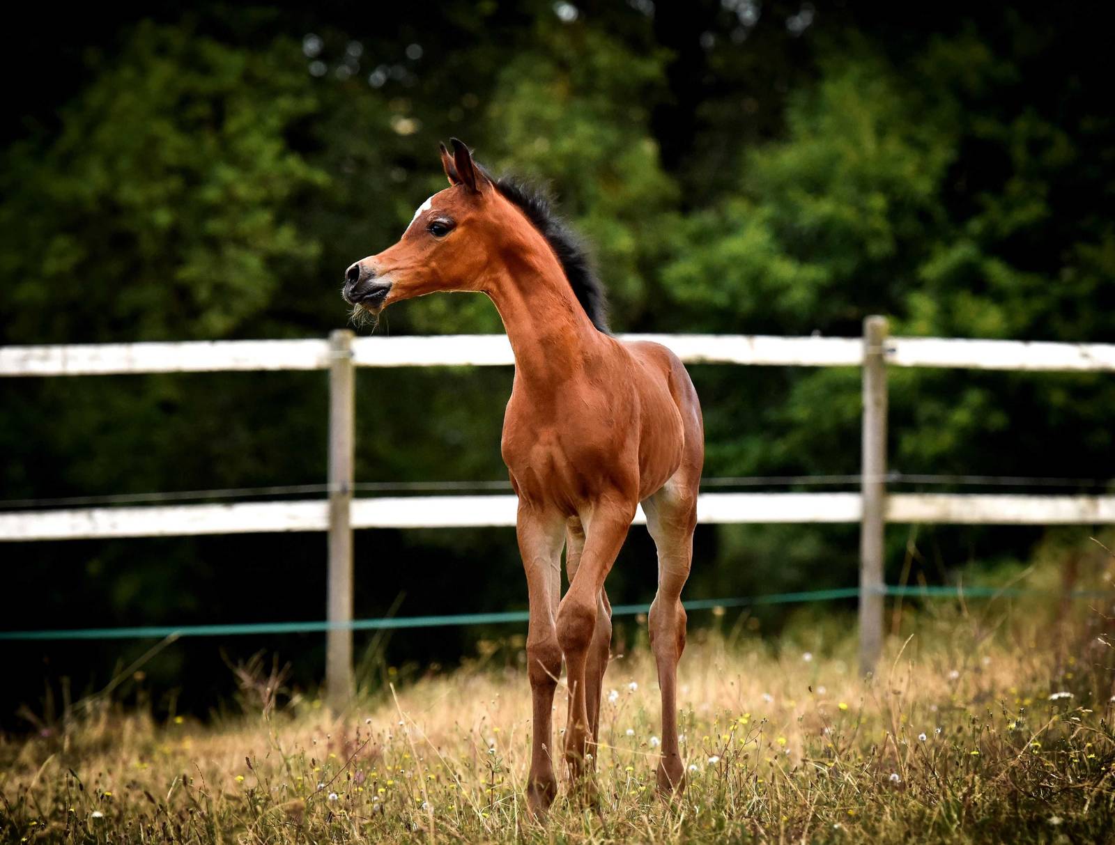 Egeria as a foal