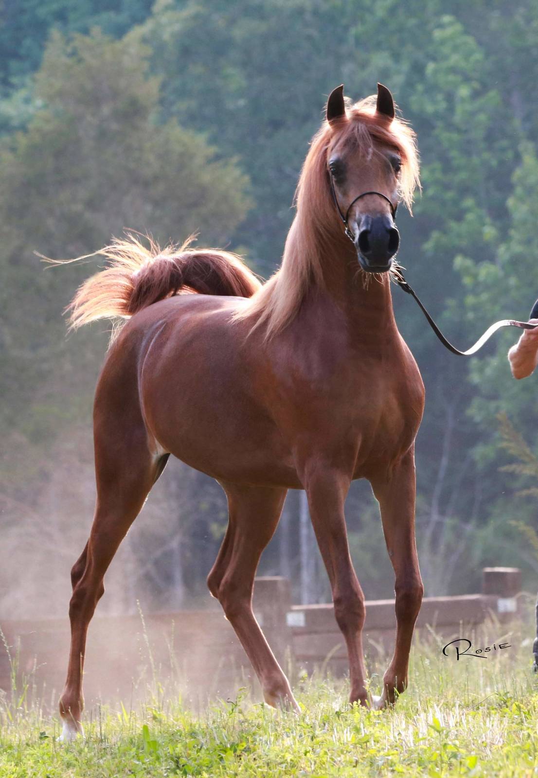 Félicitations aux nouveaux propriétaires de WALHALLA KALLISTE