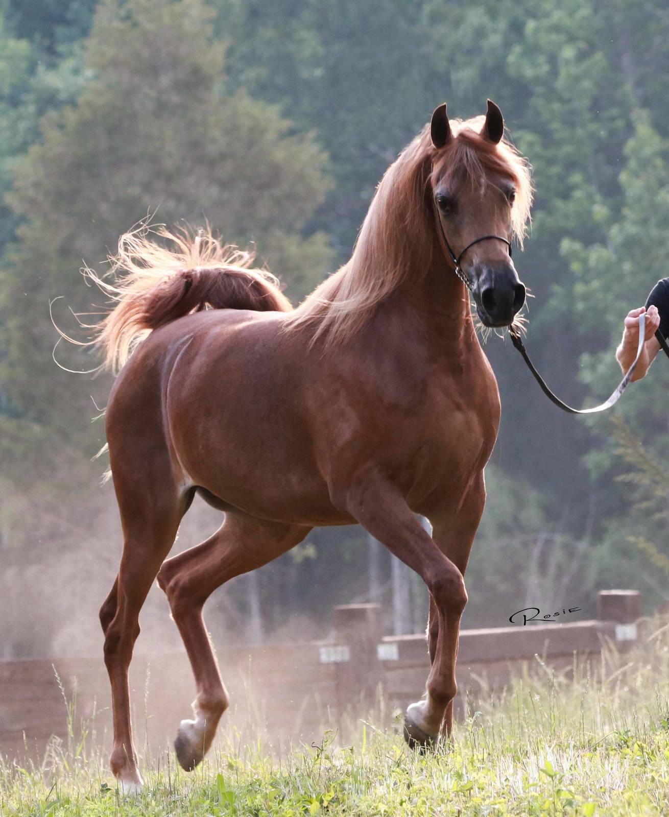 Félicitations aux nouveaux propriétaires de WALHALLA KALLISTE