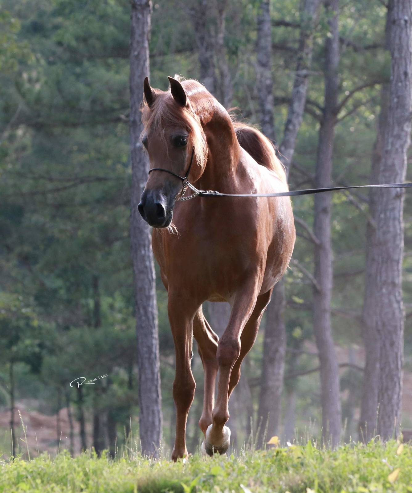 Félicitations aux nouveaux propriétaires de WALHALLA KALLISTE