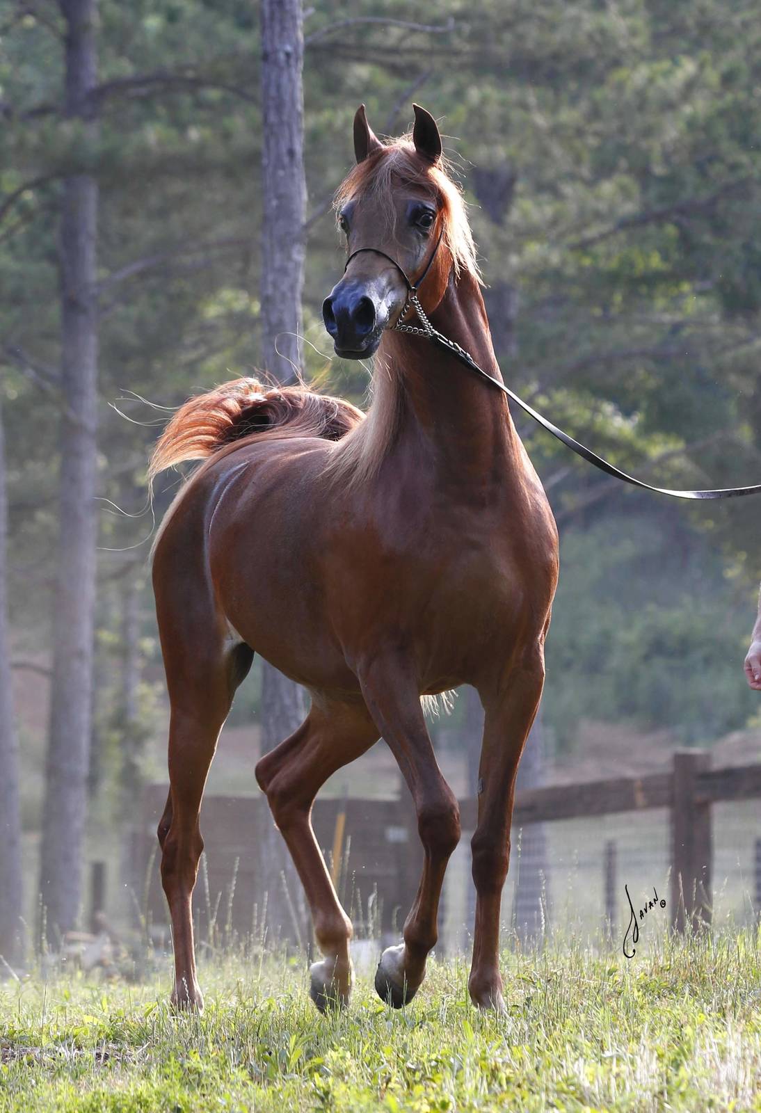 Félicitations aux nouveaux propriétaires de WALHALLA KALLISTE