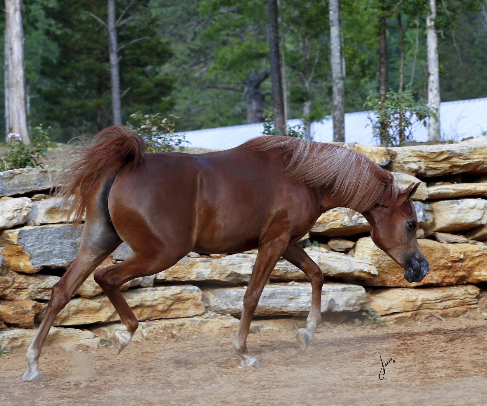 Félicitations aux nouveaux propriétaires de WALHALLA KALLISTE