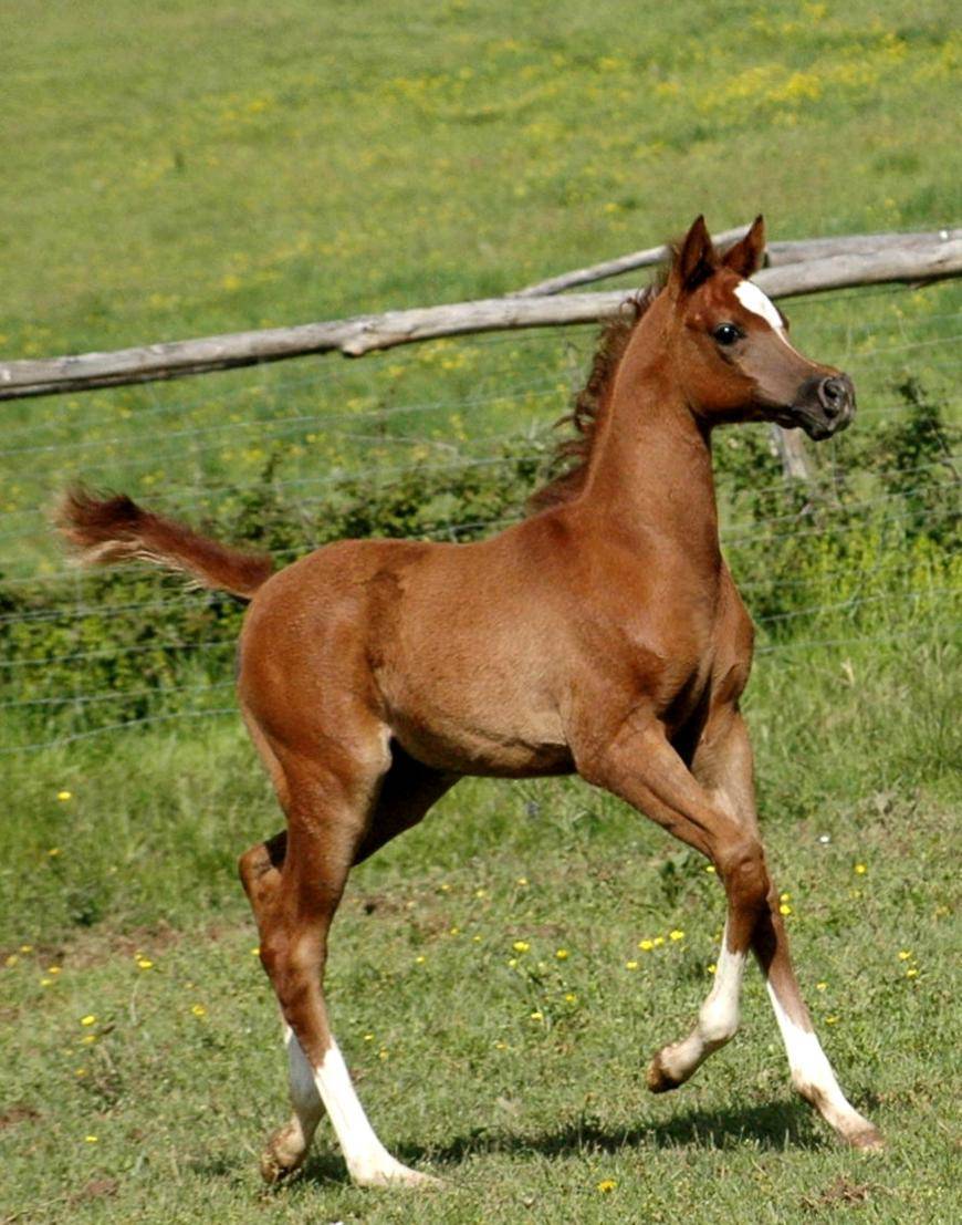 Eliksir Kallisté is born...!