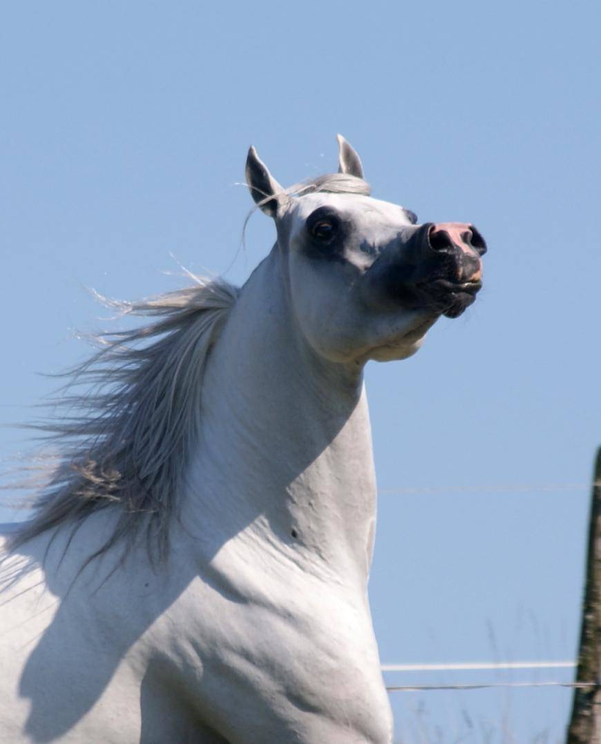 A new win for our young International Champion K'A Issaar