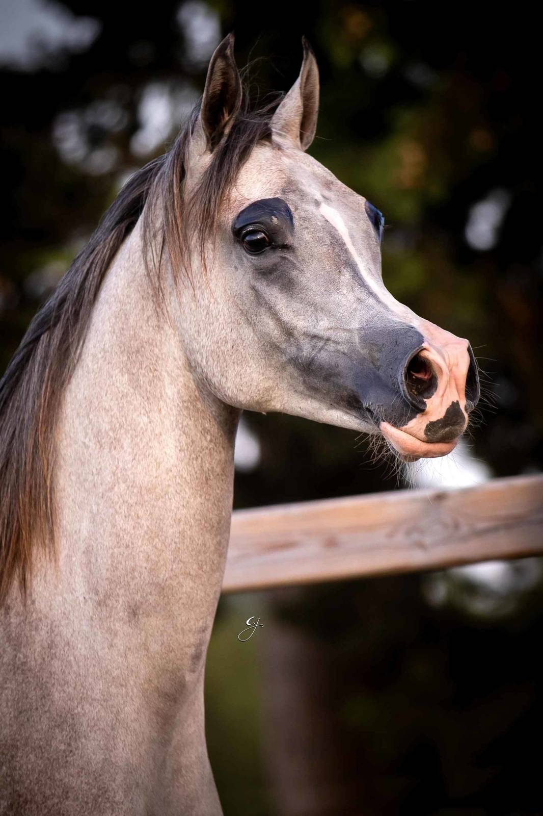 Congratulations to the new owners of Nubia Kalliste & Mistral Kalliste !