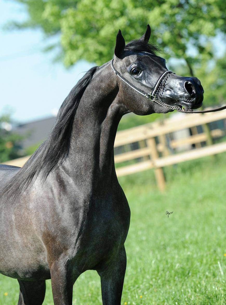 Avalon Miss Kallisté in Menton !