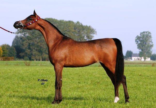 Because we love Zawah