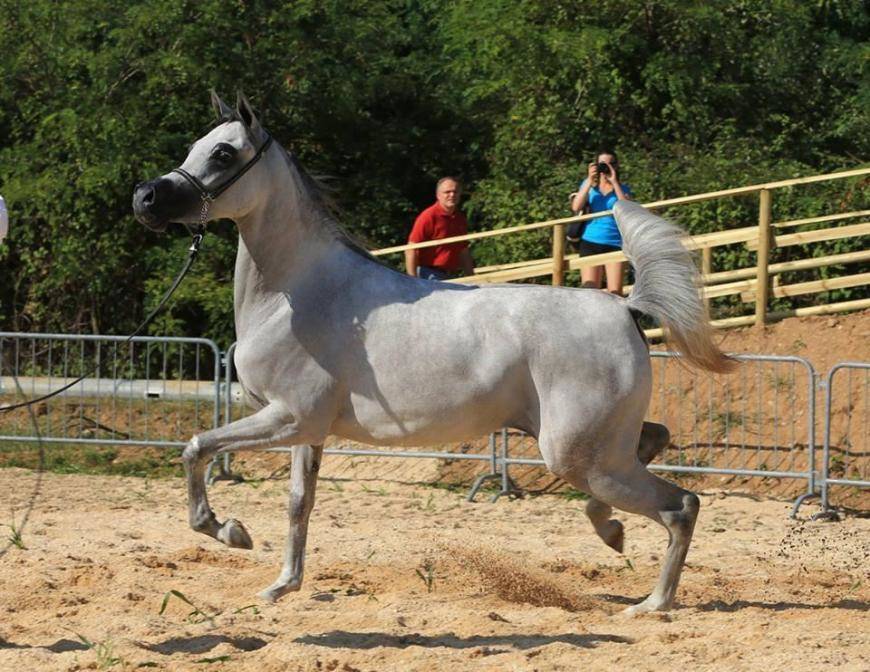 Some News about JOLIE'BEA KALLISTE