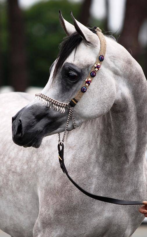 LA SAALMAH, sired by BS Specific