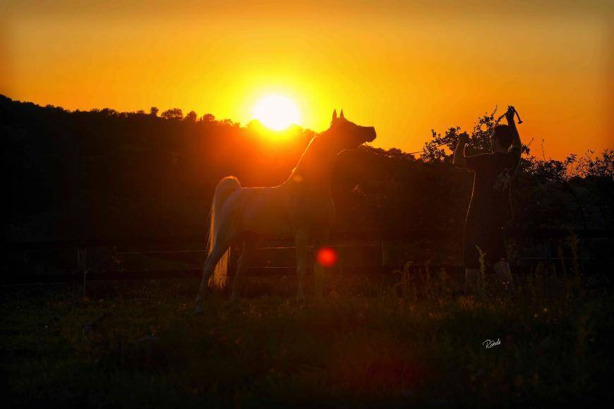 BS SPECIFIC, still a world class stallion !