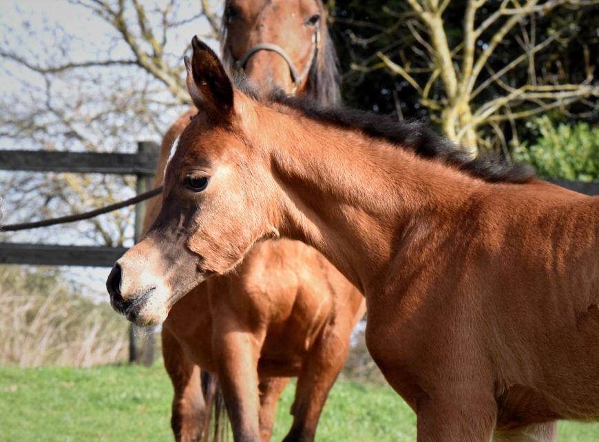 In love with our 2015 babies !