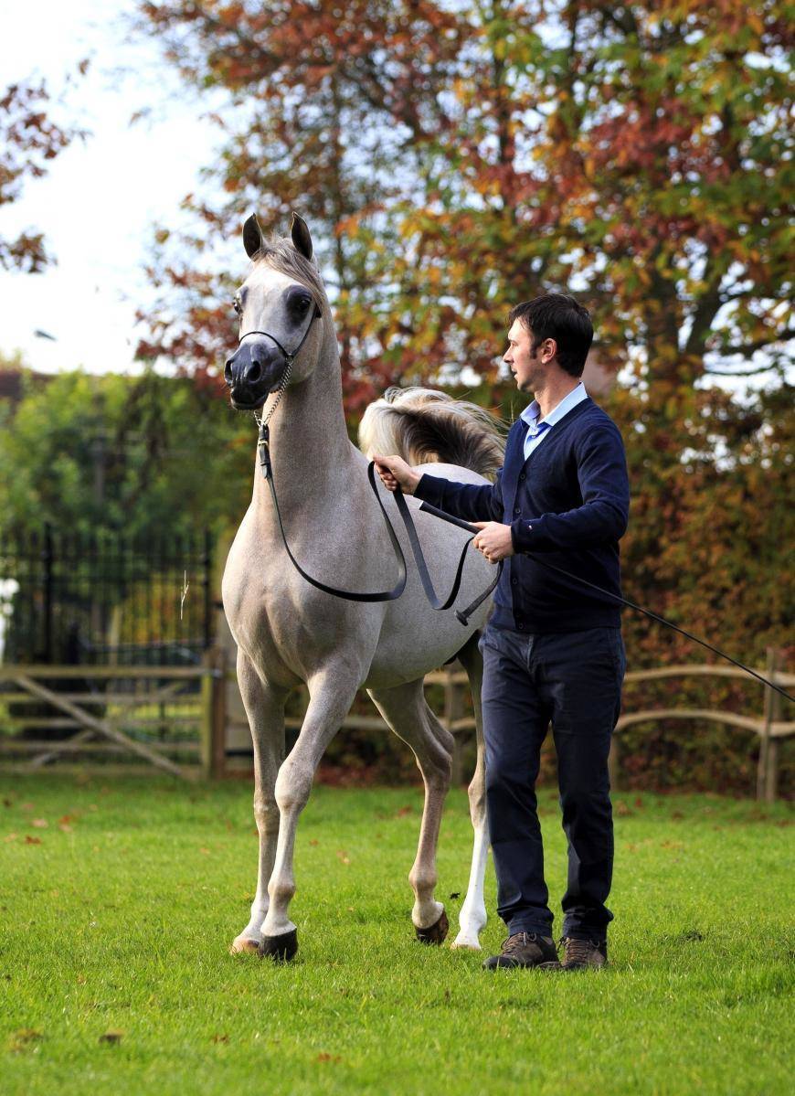 You can now book your breedings of WORTEX !