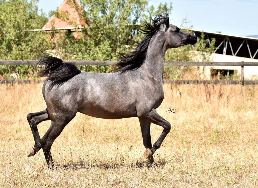 Wendôme Kalliste à l'entraînement !