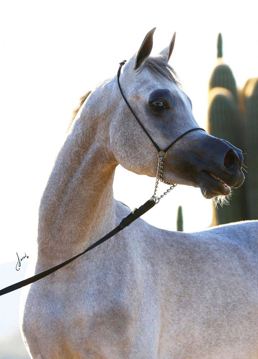 WORTEX : Silver Medal Arabian Breeder's World Cup