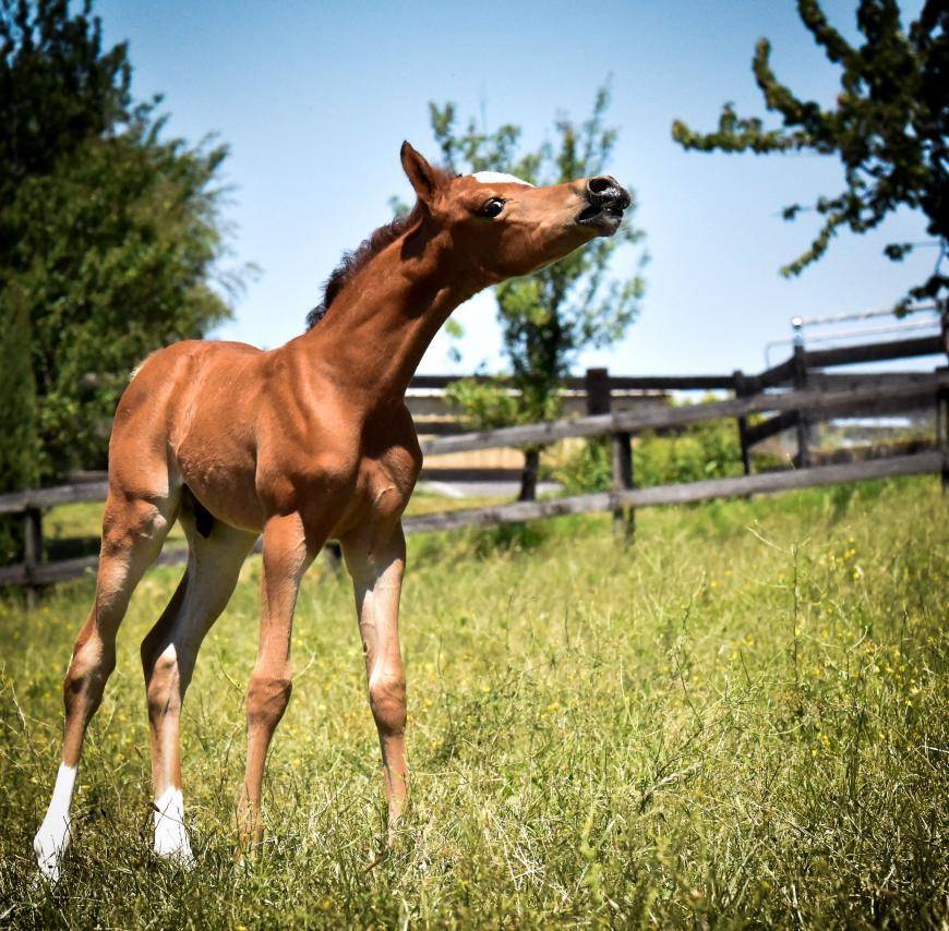 Mirwacle Kalliste, sold to Libanon !