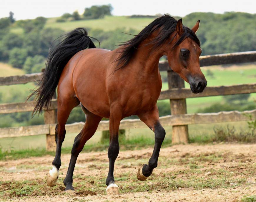 CONGRATULATIONS to the new owner of EL KAHID Kalliste !