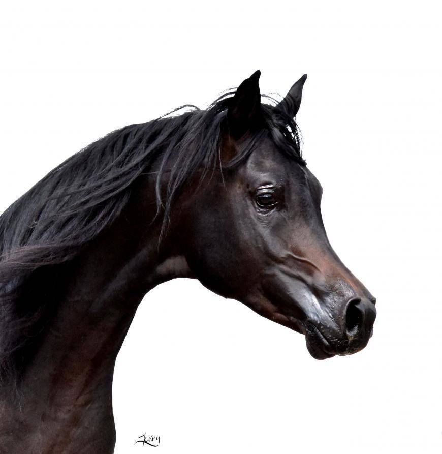 VEGAS Kalliste : Congratulations to the new owners !