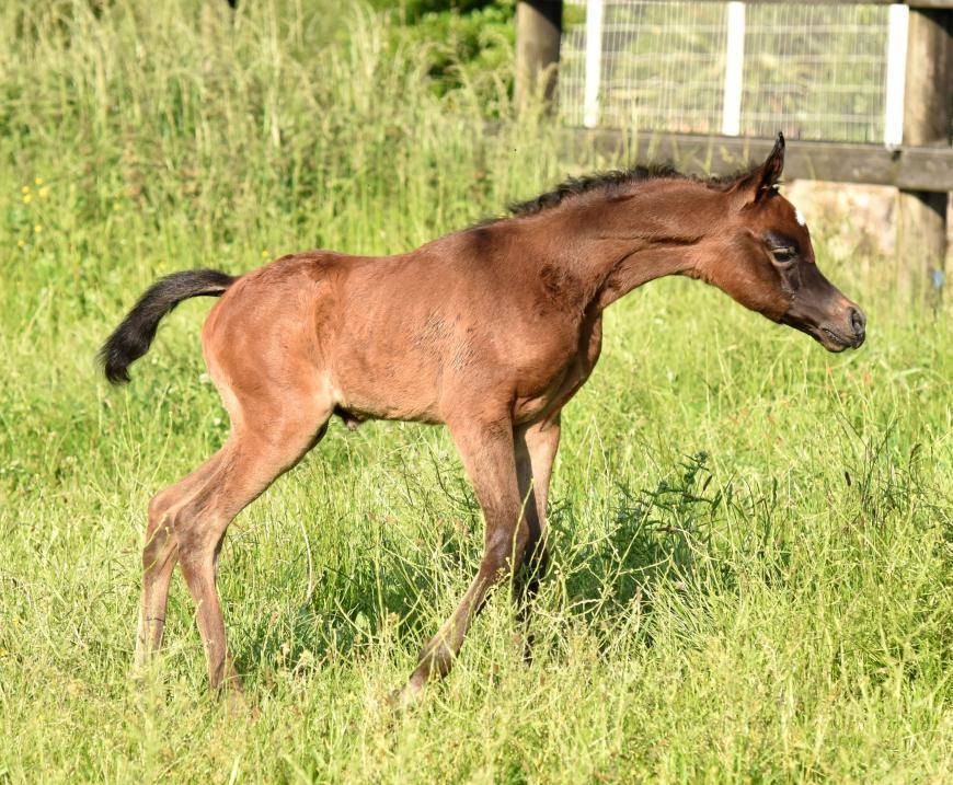 2016 Babies : They are incredible !
