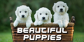 Beautiful Puppies