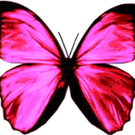 Apasionadas X la Moda