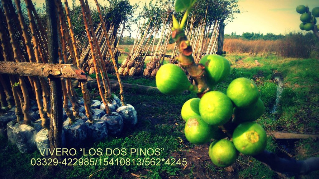 Vivero los dos Pinos