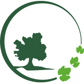 Viveros Olivid Plantas de Olivo