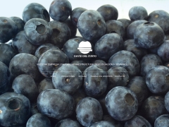 David Del Curto S.A.