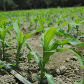 Asesorías en Riego Riegoval