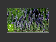 Nucleo Paisajismo S.A.