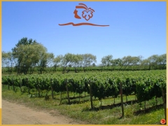 Vinos Lautaro